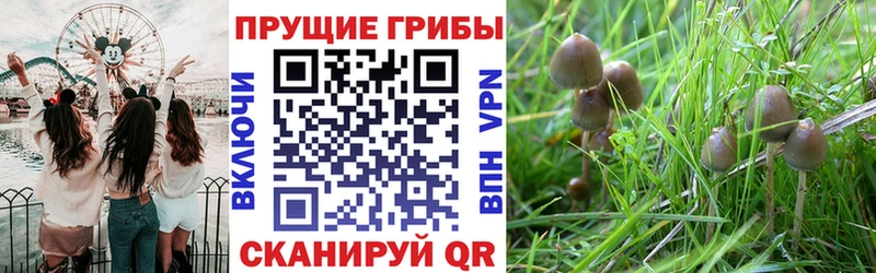 купить наркоту  Нязепетровск  Псилоцибиновые грибы мицелий 